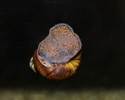 Filopaludina Sp. Yellow Spot M