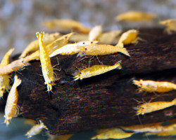 Neocaridina Davidi Sunkist Gold Powder M