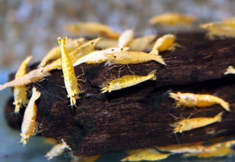 Neocaridina Davidi Sunkist Gold Powder M