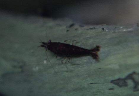 Neocaridina Davidi Chocolate M