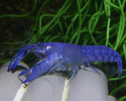 Cherax Albidus M