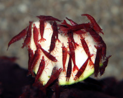 Neocaridina Davidi Bloody Mary M