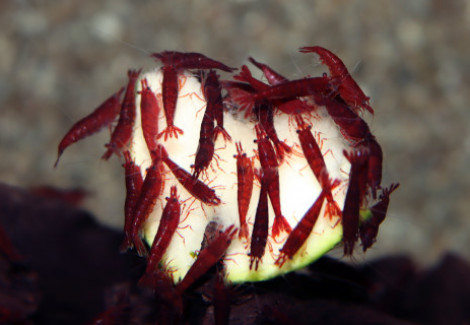 Neocaridina Davidi Bloody Mary M