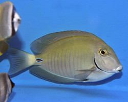 Acanthurus Chirurgus M