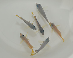 Acanthurus Coeruleus M