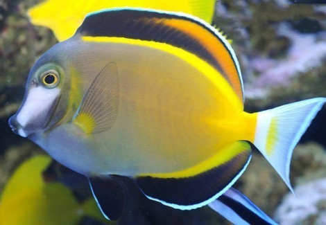 Acanthurus Japonicus S