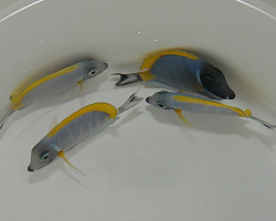 Acanthurus Leucosternon M