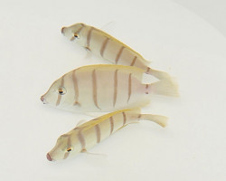 Acanthurus Triostegus M