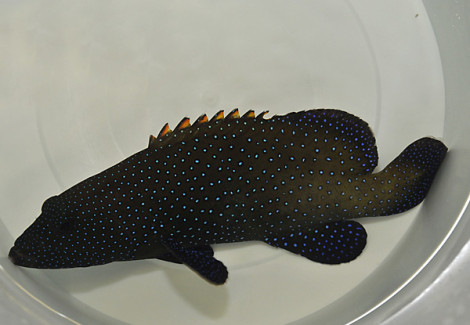 Cephalopholis Argus M