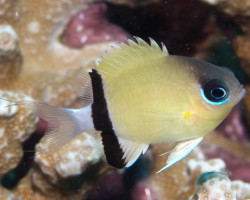 Chromis Retrofasciata M