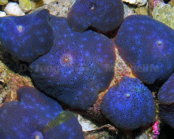 Discosoma Coeruleus (Blue) Grade A M