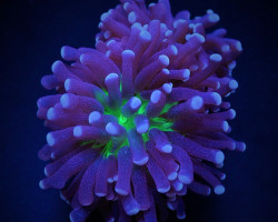 Euphyllia Cristata (Joker) S