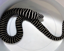 Gymnomuraena Zebra Ml