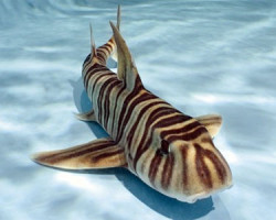 Heterodontus Zebra M