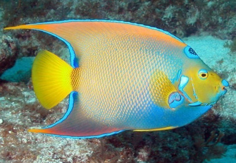 Holacanthus Ciliaris (A) Xl