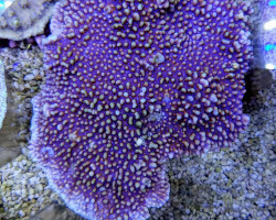 Montipora Danae (Colored Polyp) Xs