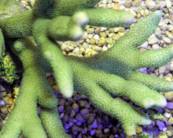 Montipora Spp. (Branched Green) Xs