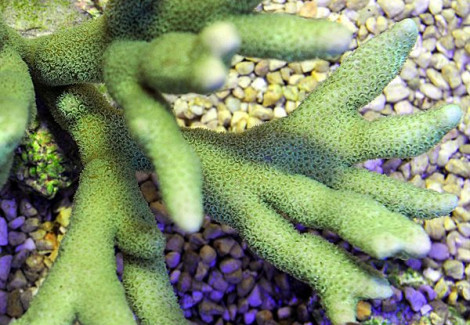 Montipora Spp. (Branched Green) Xs