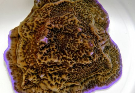 Montipora Undata Xs