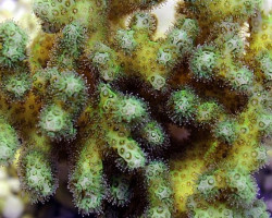 Pocillopora Damicornis (Yellow/Green) Xs