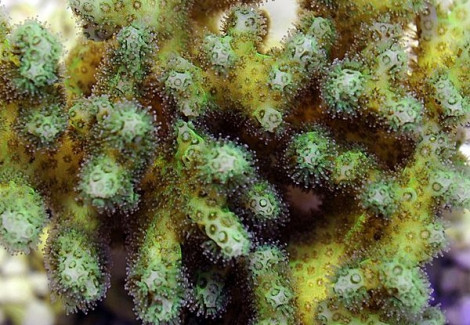 Pocillopora Damicornis (Yellow/Green) Xs