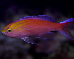 Pseudanthias Parvirostris (Maschio) M