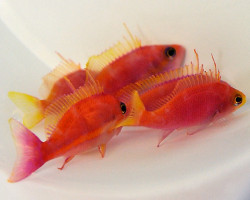 Pseudanthias Pulcherrimus (Maschio) M