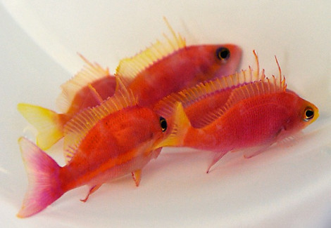 Pseudanthias Pulcherrimus (Maschio) M