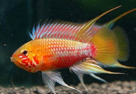 Apistogramma Hongsloi Iii Super Red 3-5