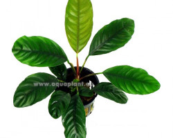 Anubias Caffeefolia