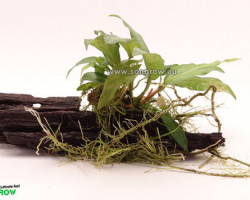 Anubias Wood S