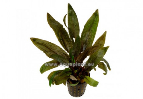 Cryptocoryne Wendtii Tropica