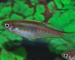 Danio Choprae M