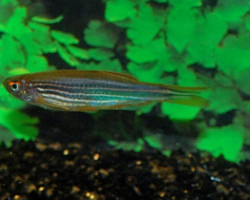 Danio Sp.Aff. Kyathit "Fire Ring" L