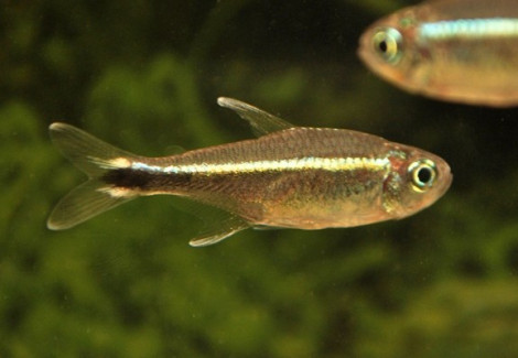 Hyphessobrycon Metae M