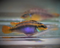 Pelvicachromis Kribensis Ndonga S