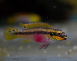 Pelvicachromis Kribensis Moliwe S