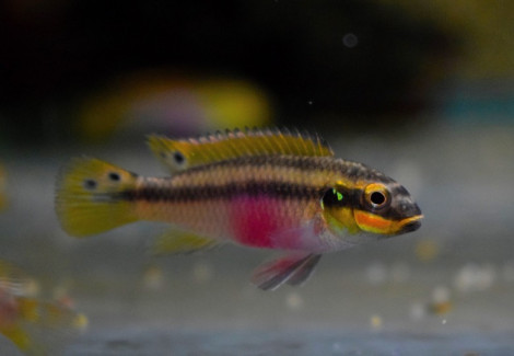 Pelvicachromis Kribensis Moliwe S