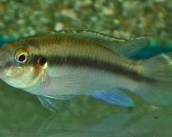 Pelvicachromis Kribensis Lokunje M