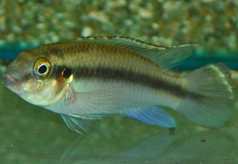 Pelvicachromis Kribensis Lokunje M