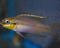 Pelvicachromis Kribensis Dehane M