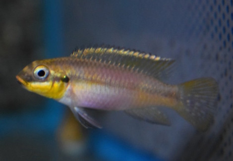 Pelvicachromis Kribensis Dehane M