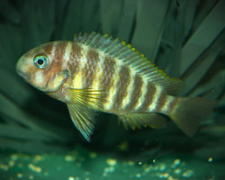 Tropheus Brichardi Ulwille M