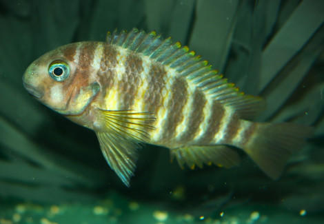 Tropheus Brichardi Ulwille M