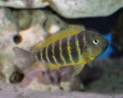 Tropheus Moorii Chipimbi M