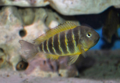 Tropheus Moorii Chipimbi M