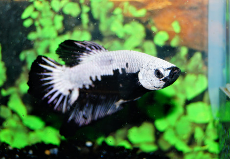 Betta Sp. Plakat Black Samurai Maschio L