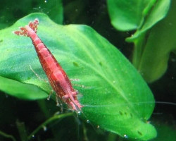 Caridina Denticulata Sinensis S