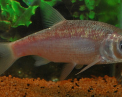 Leuciscus Idus Blue  7/10,