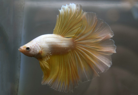 Betta Sp. Halfmoon Gold Maschio L